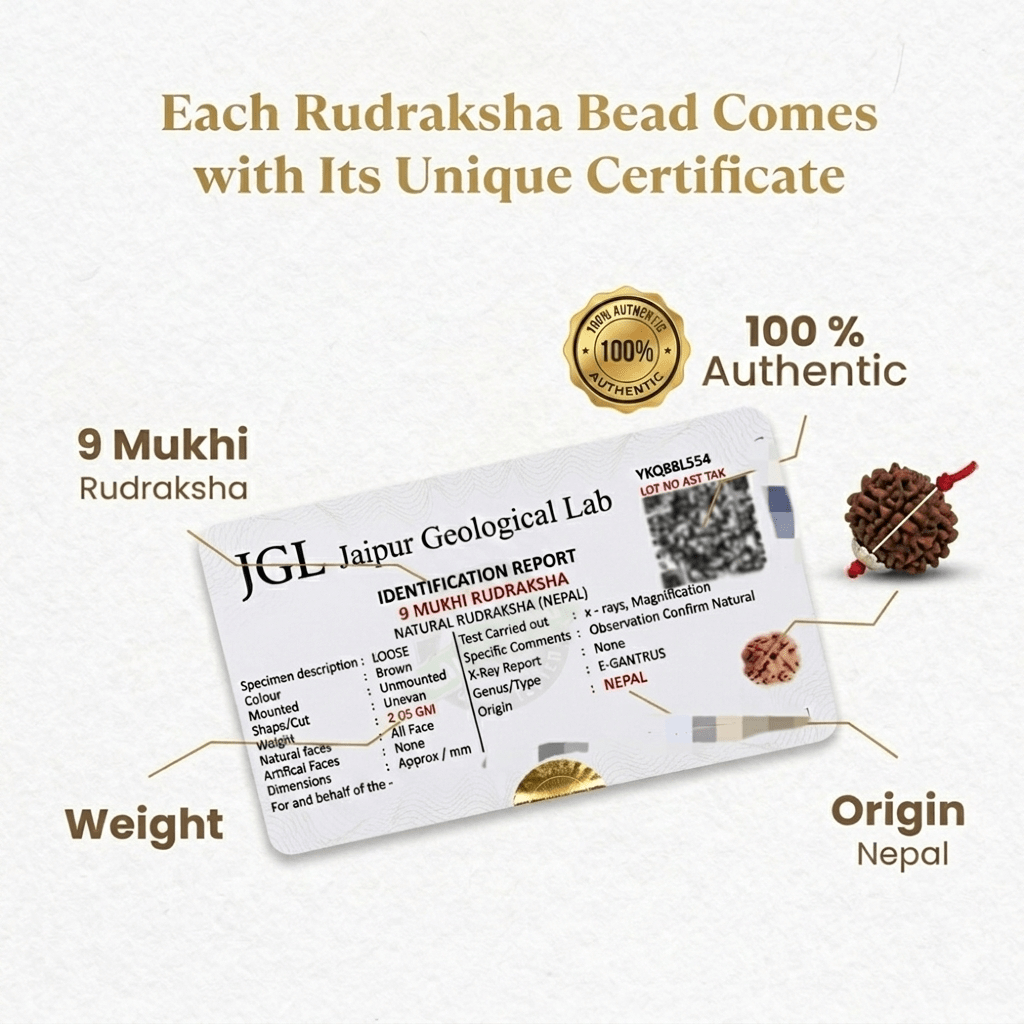 Nepal Origin 9 Mukhi Rudraksha – 20mm to 25mm - Image 2