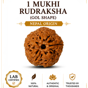 1 Mukhi Rudraksha (Gol) Shape – nepal Origin