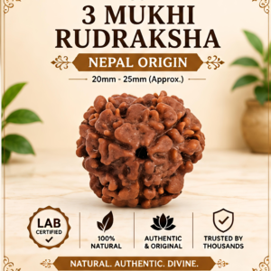 Nepal Origin 3 Mukhi Rudraksha - 20mm-25mm