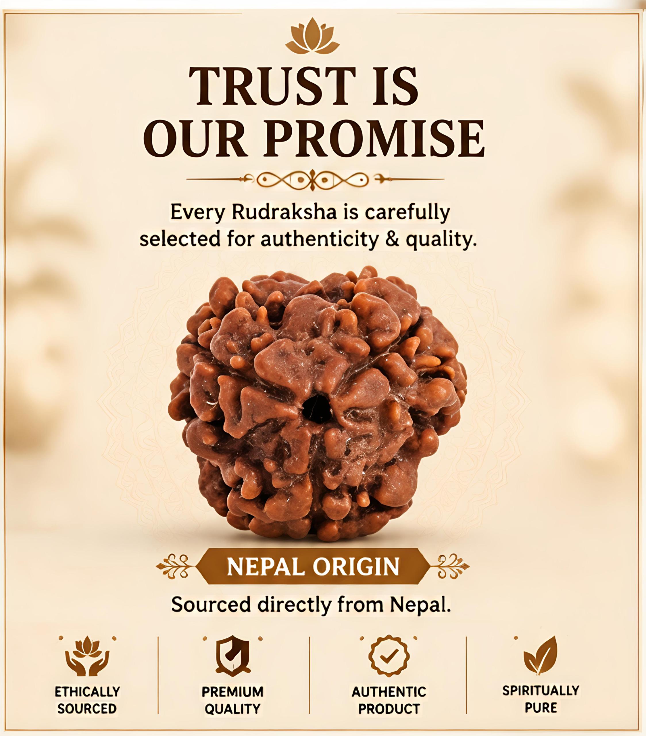 Nepal Origin 3 Mukhi Rudraksha - 20mm-25mm - Image 2