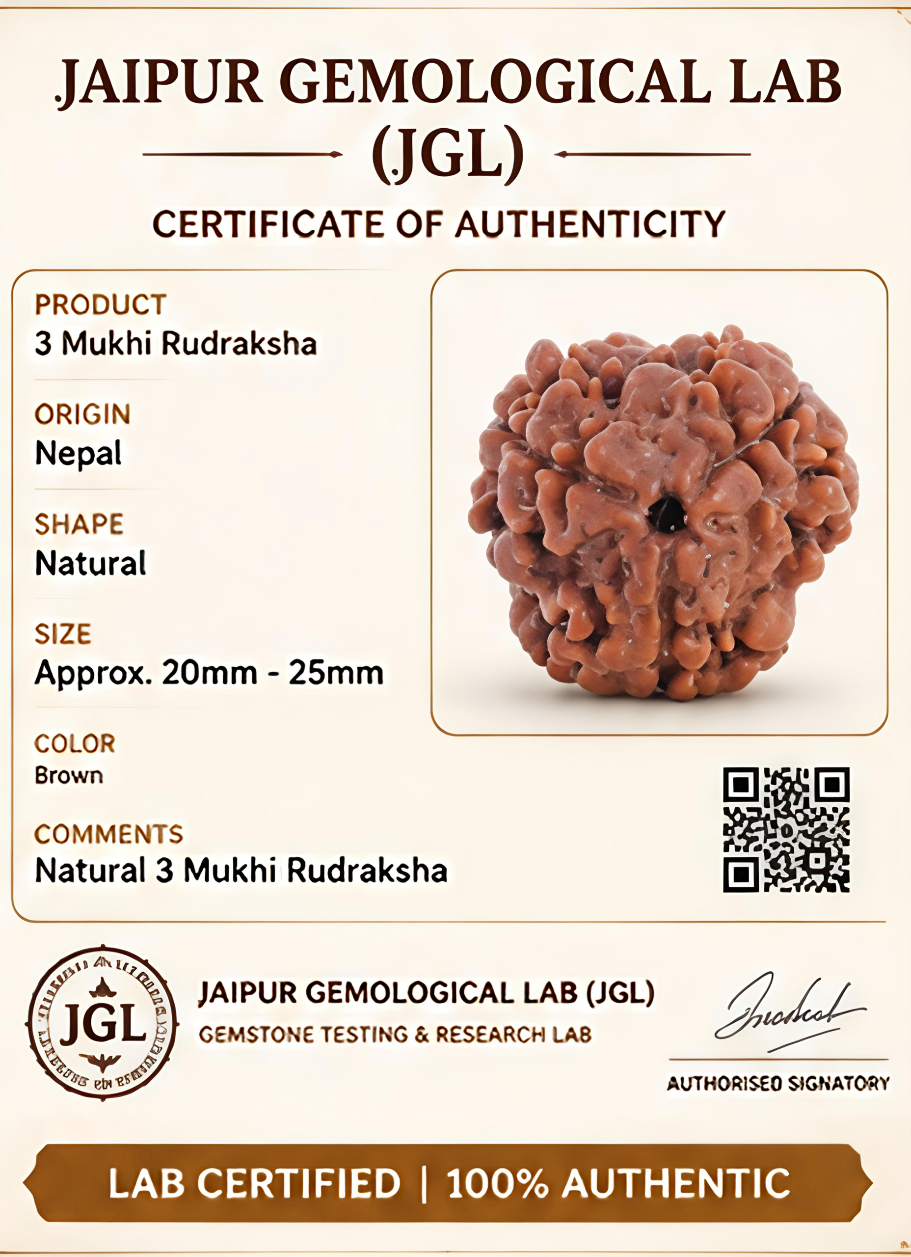 Nepal Origin 3 Mukhi Rudraksha - 20mm-25mm - Image 4