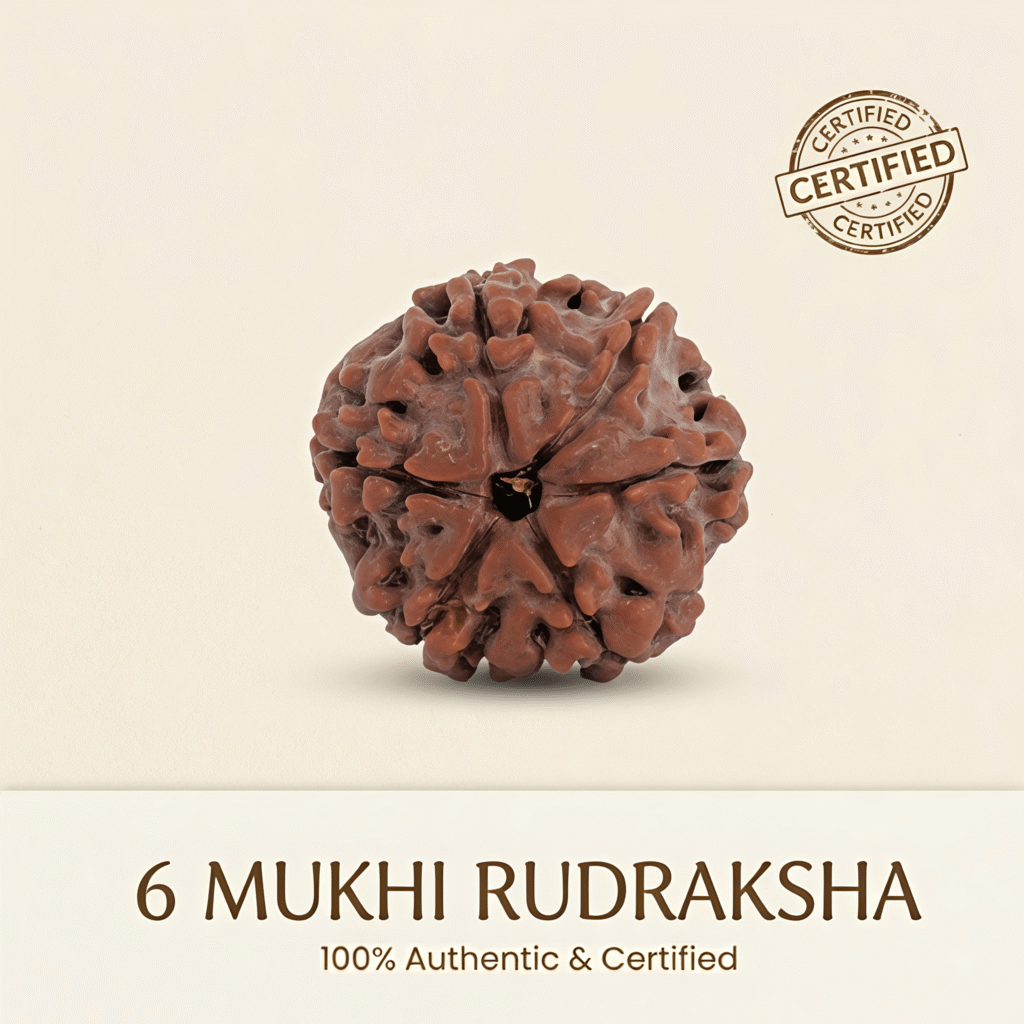 Nepal Origin 6 Mukhi Rudraksha - 20mm to 25mm