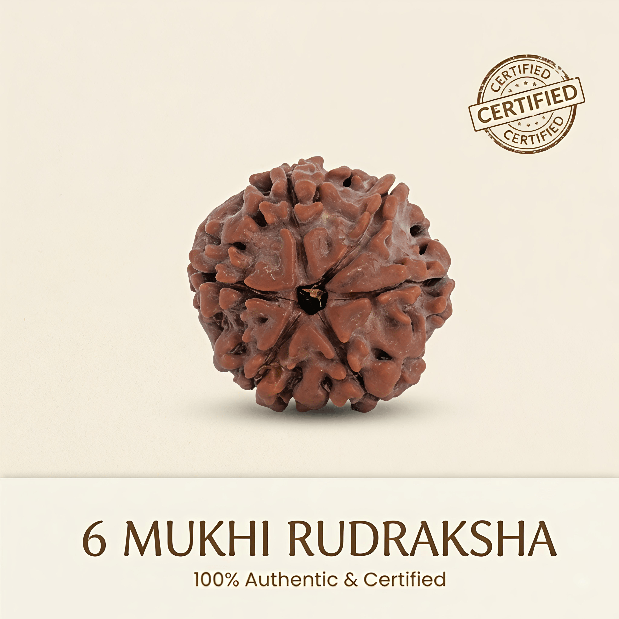 Nepal Origin 6 Mukhi Rudraksha - 20mm to 25mm
