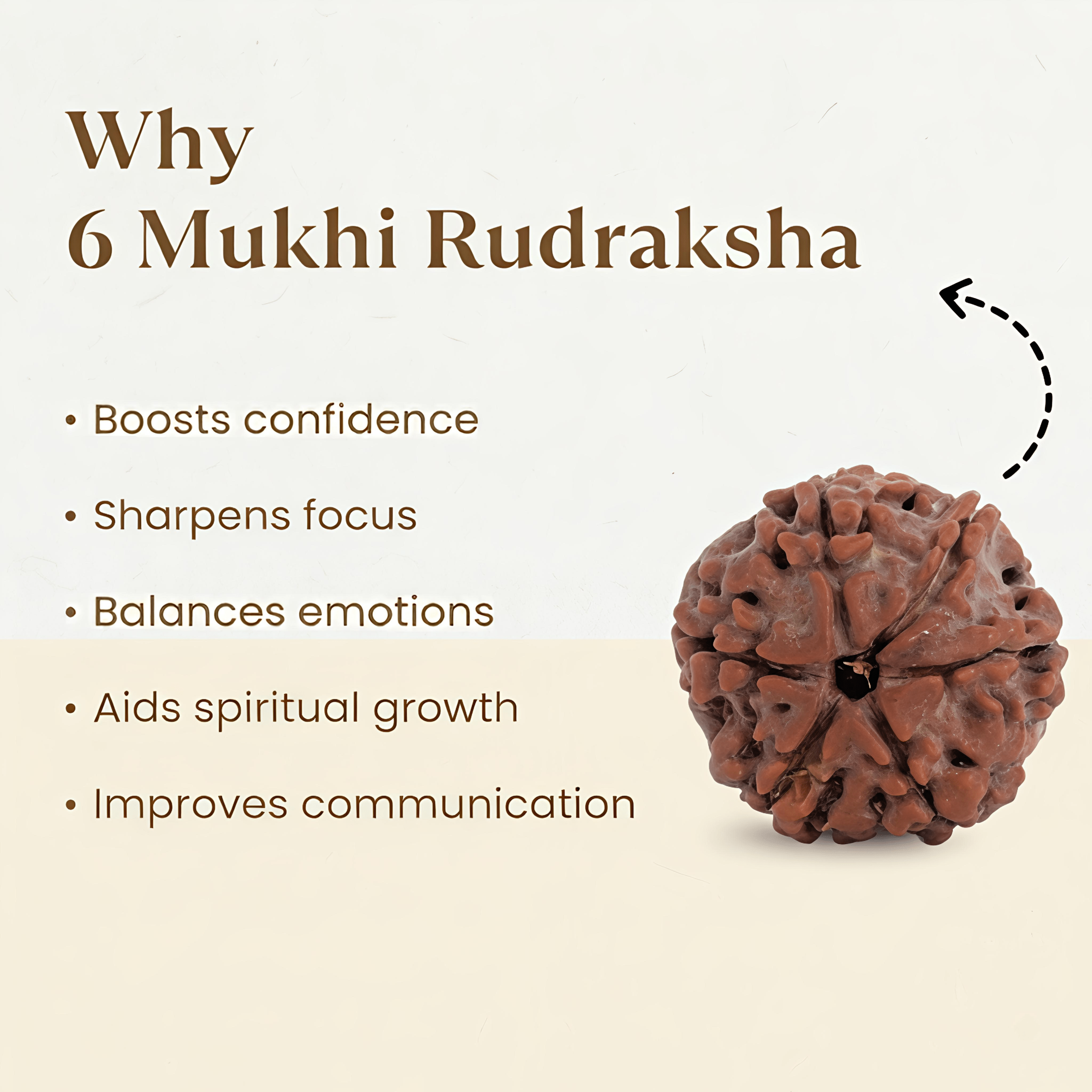 Nepal Origin 6 Mukhi Rudraksha - 20mm to 25mm - Image 2