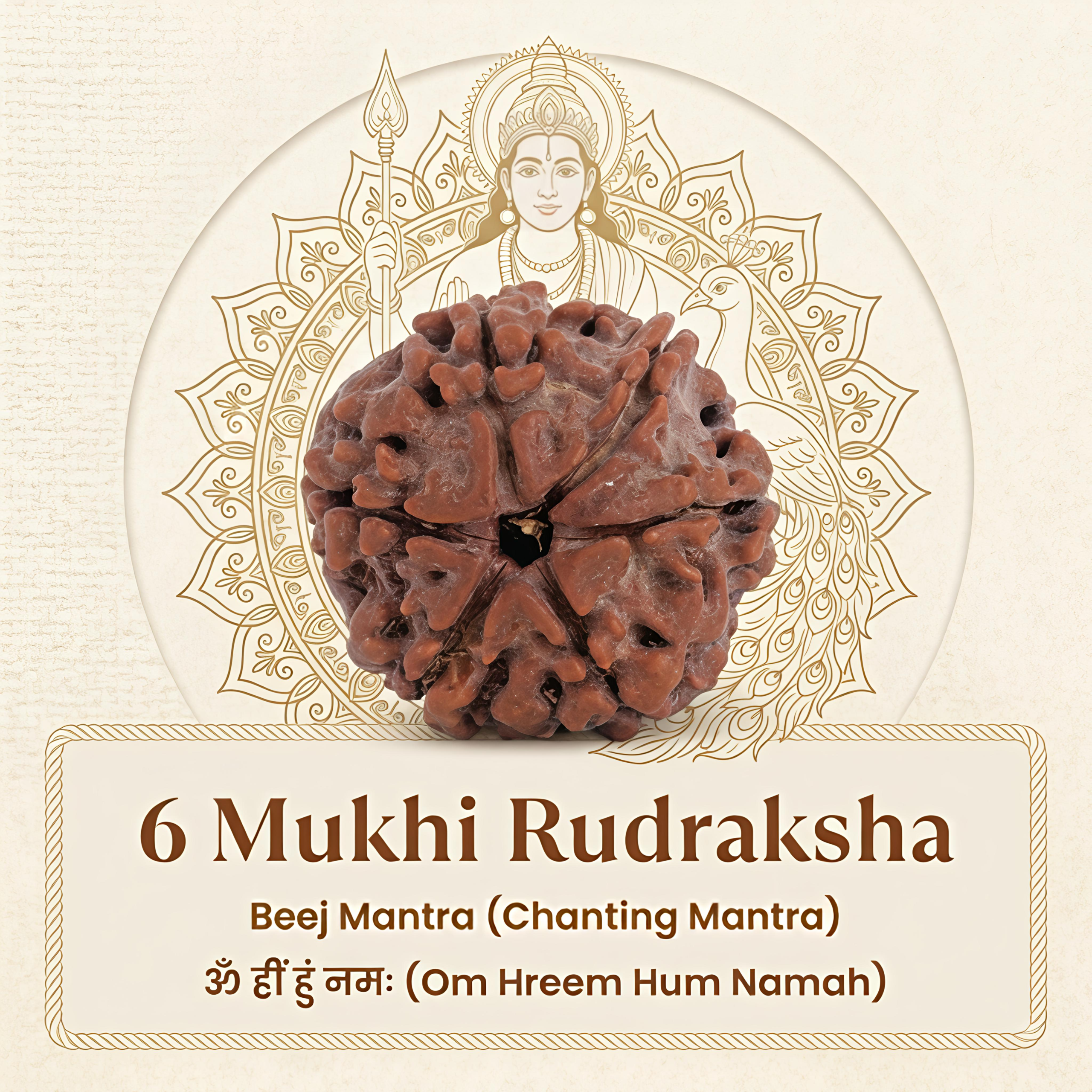 Nepal Origin 6 Mukhi Rudraksha - 20mm to 25mm - Image 4