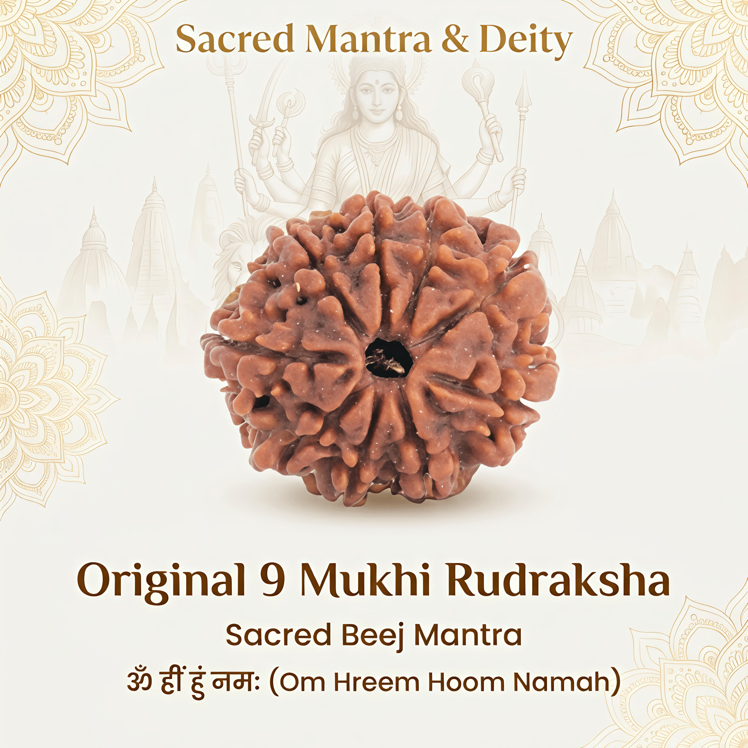 Nepal Origin 9 Mukhi Rudraksha – 20mm to 25mm - Image 3