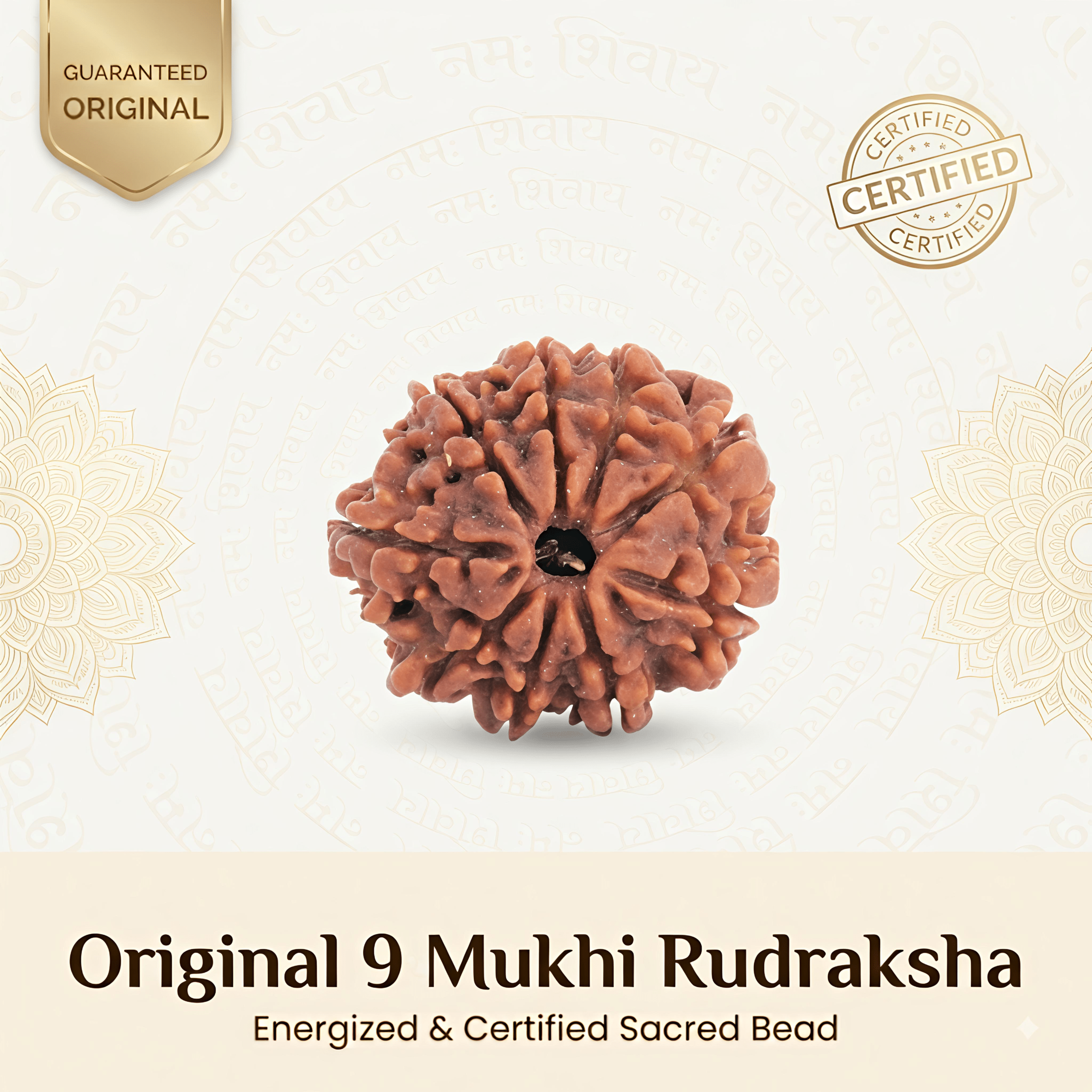 Nepal Origin 9 Mukhi Rudraksha – 20mm to 25mm