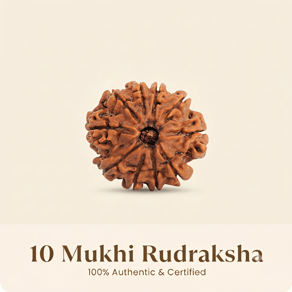 Nepal Origin 10 Mukhi Rudraksha – 20mm to 25mm