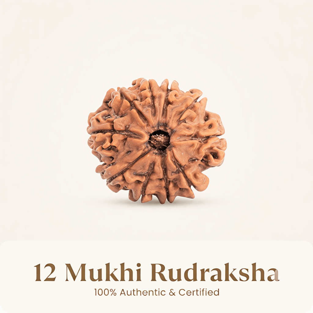 Nepal Origin 12 Mukhi Rudraksha – 20mm to 25mm