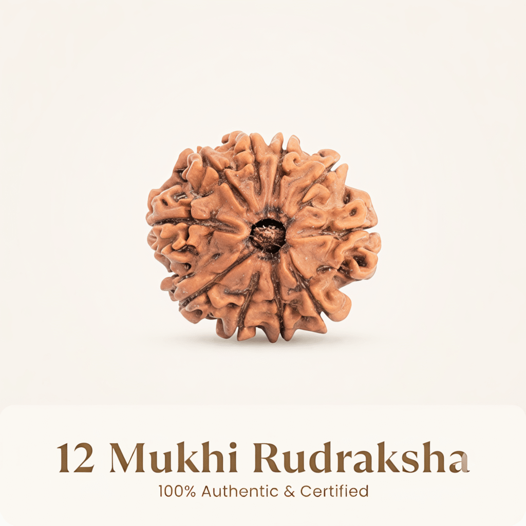 Nepal Origin 12 Mukhi Rudraksha – 20mm to 25mm