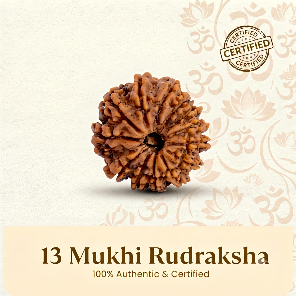 Nepal Origin 13 Mukhi Rudraksha – 20mm to 25mm