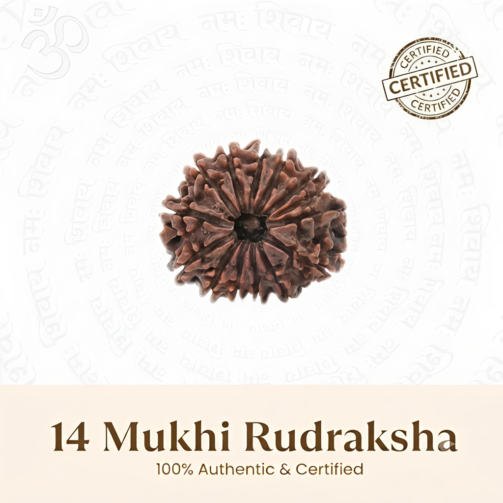 Nepal Origin 14 Mukhi Rudraksha – 20mm to 25mm