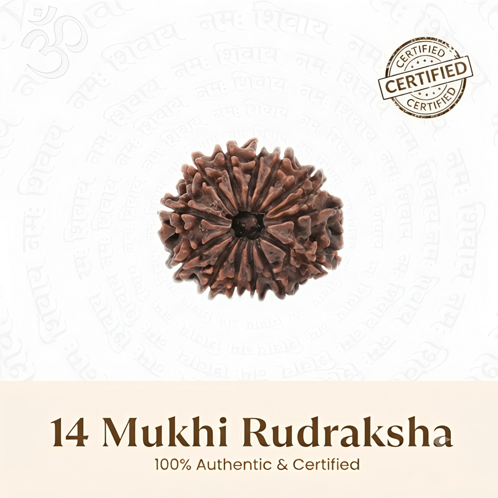 Nepal Origin 14 Mukhi Rudraksha – 20mm to 25mm
