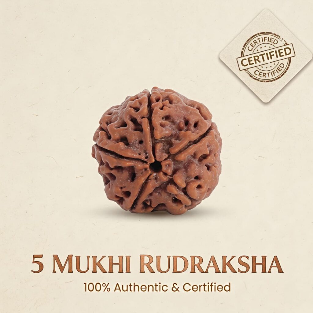 Nepal Origin 5 Mukhi Rudraksha - 20mm to 25mm